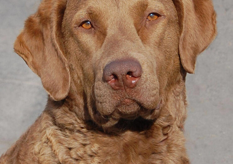 chesapeake-bay-retriever (8)