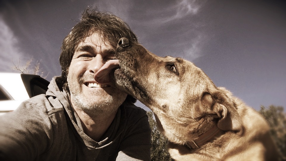cachorro lambendo
