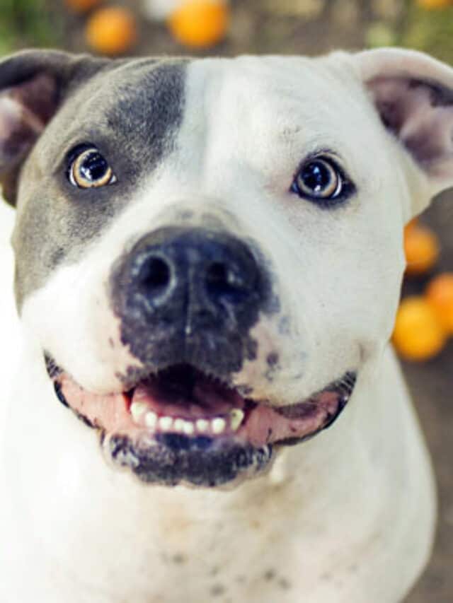 cropped-american-staffordshire-terrier-tn.jpg