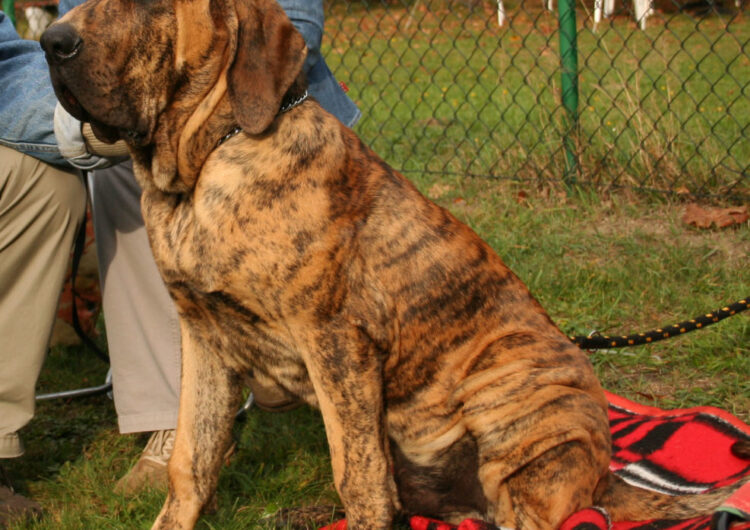 fila-brasileiro (1)