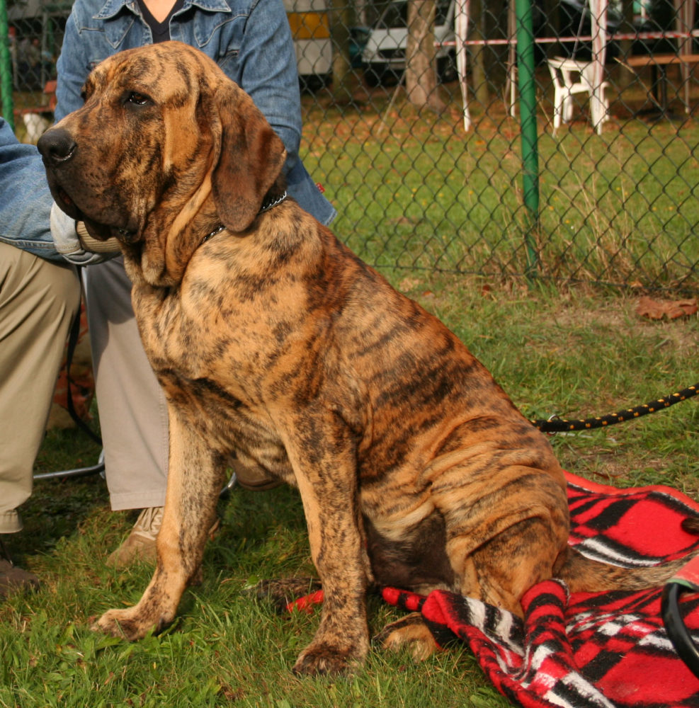 fila-brasileiro (1)