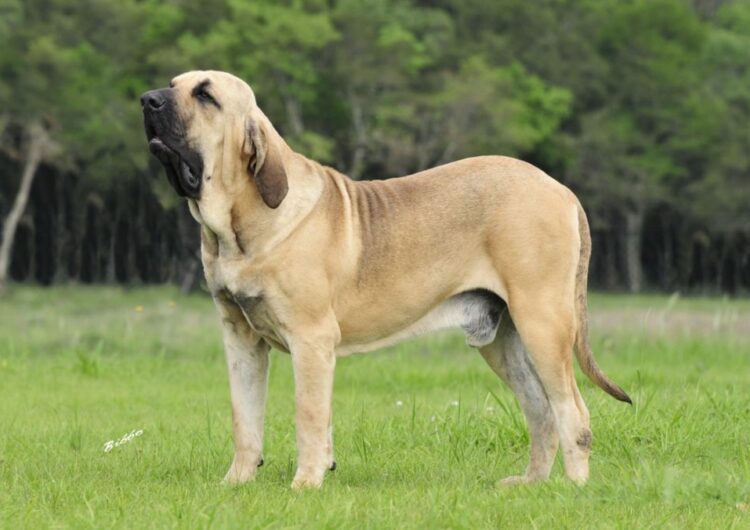 fila-brasileiro (2)