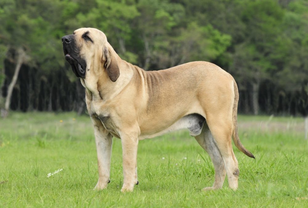 fila-brasileiro (2)