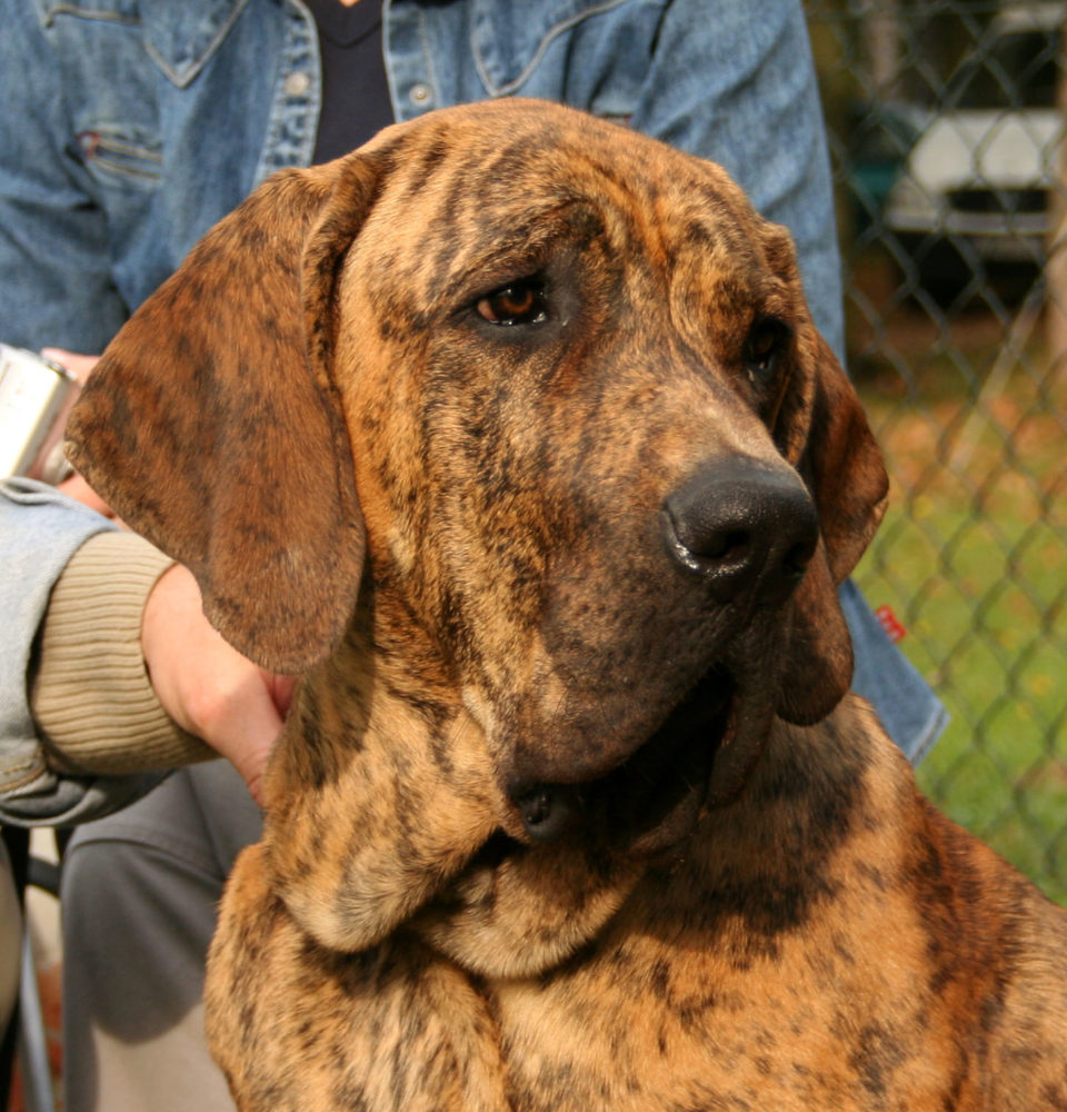 fila-brasileiro (3)