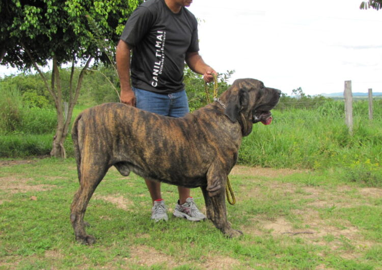 fila-brasileiro (4)
