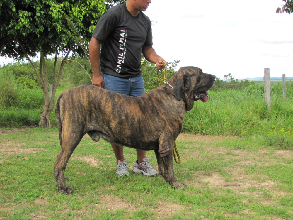 fila-brasileiro (4)