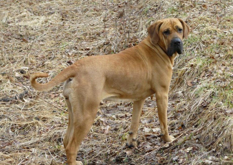 fila-brasileiro (5)