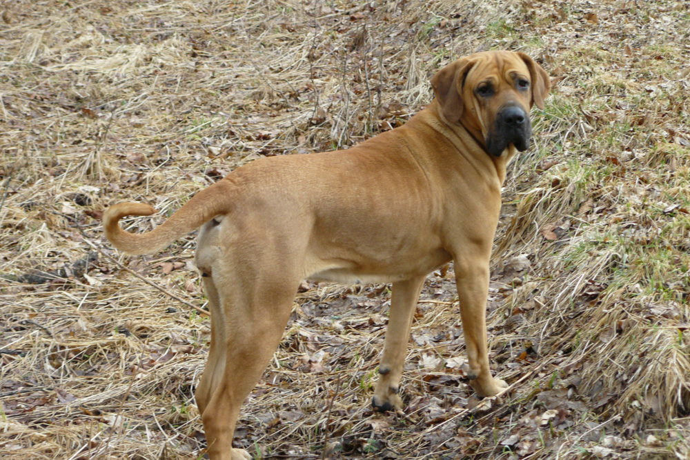 fila-brasileiro (5)