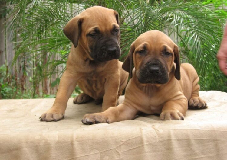 fila-brasileiro (6)