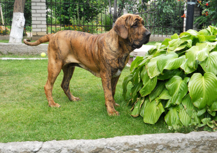 fila-brasileiro (7)