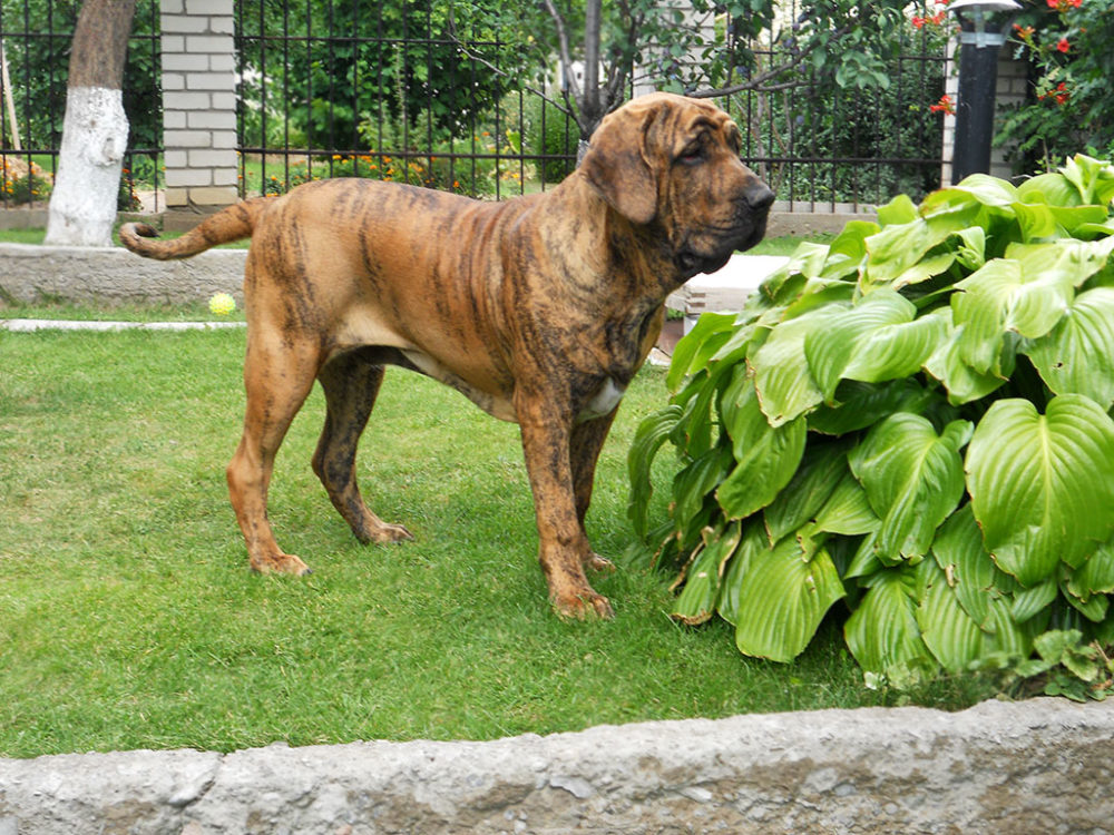 fila-brasileiro (7)