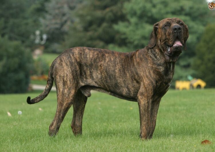 fila-brasileiro (8)