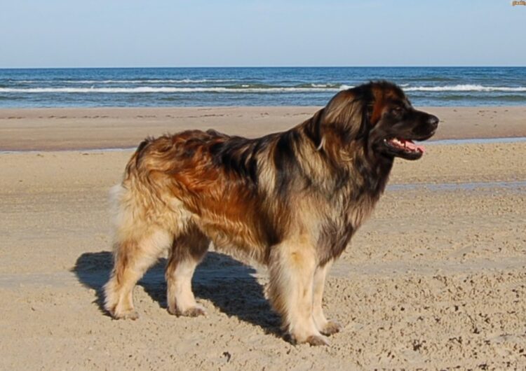 leonberger (1)