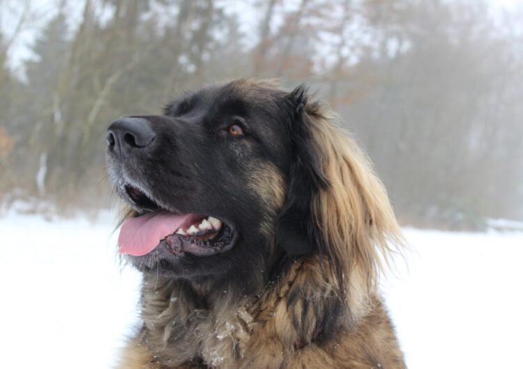 leonberger (18)