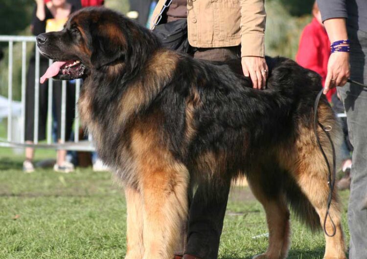 leonberger (2)