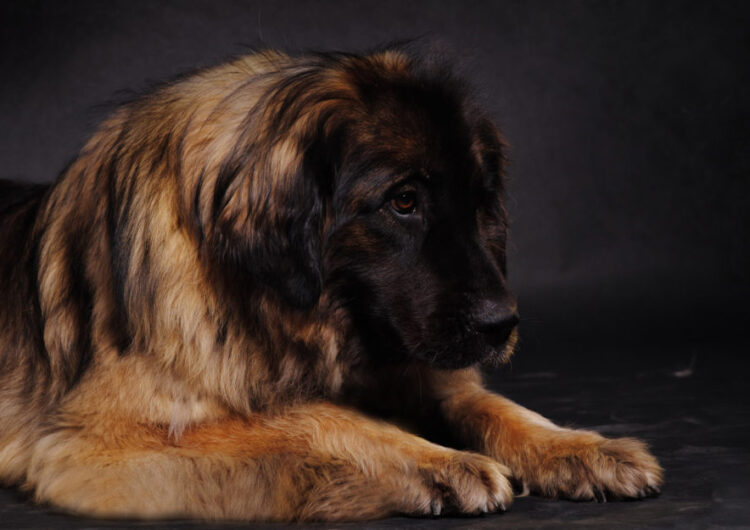 leonberger (4)