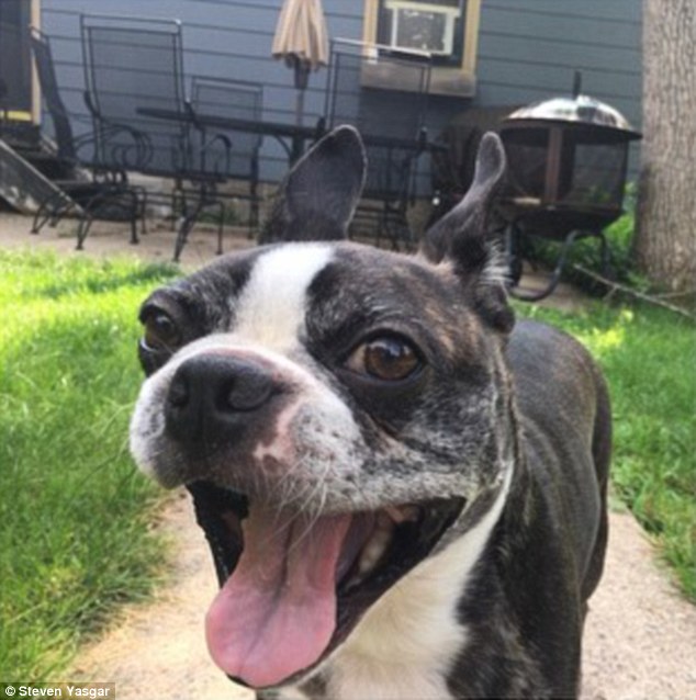 Instagram de Max e Walter segue a relação engraçada dos irmãos caninos 1 max-walter-cachorros-01