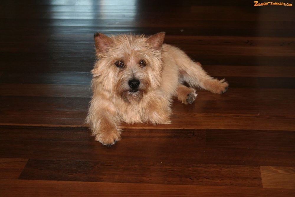 norwich-terrier (1)