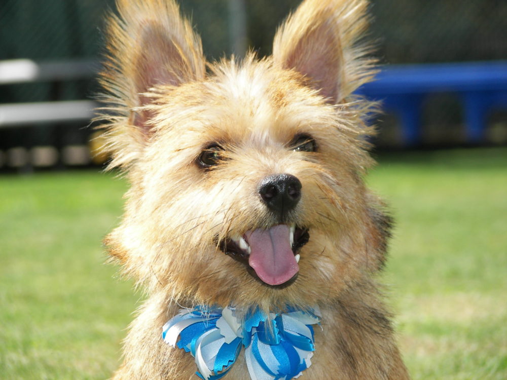 norwich-terrier (1)