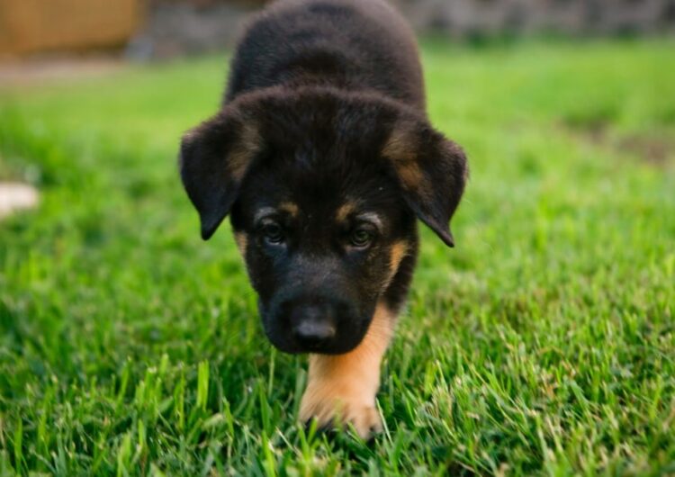 German shepherd puppies