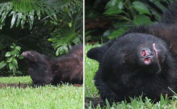 Urso come 20 quilos da ração de cachorro e tira cochilo em quintal 1 Urso no cochilo. Foto: Reprodução