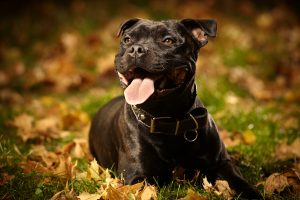 Staffordshire bull terrier posing and playing on outdoor autumn park location