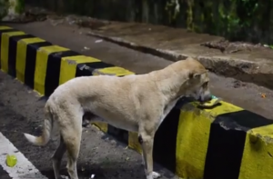 MIthu, um dos cães alimentados por Kamala. (Foto; Reprodução / Youtube / The Incendiary Films)