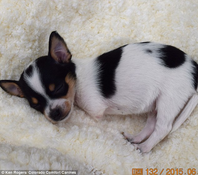 Chihuahua rejeitado porque nasceu com apenas duas patas consegue novo lar 1 O chihuahua Deuce nasceu apenas com duas patas. (Foto: Reprodução / Daily Mail UK)