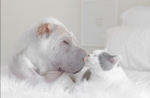 O shar pei e o felino Butler estão sempre juntos. (Foto: Reprodução / Instagram)