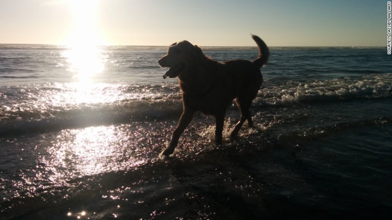 Cachorro com câncer terminal faz última viagem para estar presente no casamento de tutora 2 cachorro-praia-viagem-cancer-02