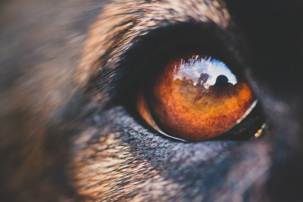 Dog eye close-up macro with reflection