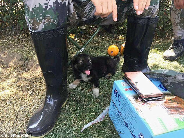 Cachorro sobrevive a série de explosões em área industrial na China 2 Shenghua com os soldados. (Foto: Reprodução / Daily Mail UK)