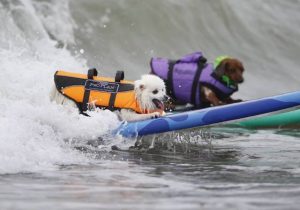 Dois cães surfando a mesma onda. (Foto: Reprodução / Metro UK / REUTERS / Mike Blake)