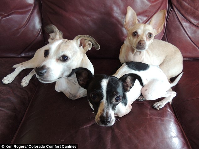Chihuahua rejeitado porque nasceu com apenas duas patas consegue novo lar 4 Os cães KanDu, Doug e Footloose (que tem o apelido de Lucy). (Foto: Reprodução / Daily Mail UK)