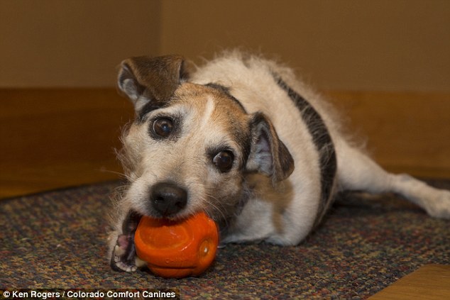 Chihuahua rejeitado porque nasceu com apenas duas patas consegue novo lar 3 Larry também não tem as duas patas da frente. (Foto: Reprodução / Daily Mail UK)