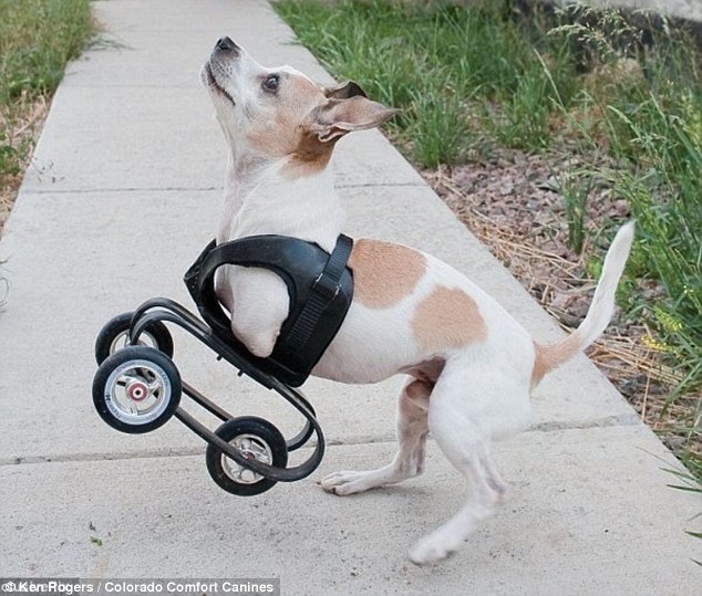 Chihuahua rejeitado porque nasceu com apenas duas patas consegue novo lar 6 KanDu usando cadeiras de rodas criada para pets. (Foto: Reprodução / Daily Mail UK)