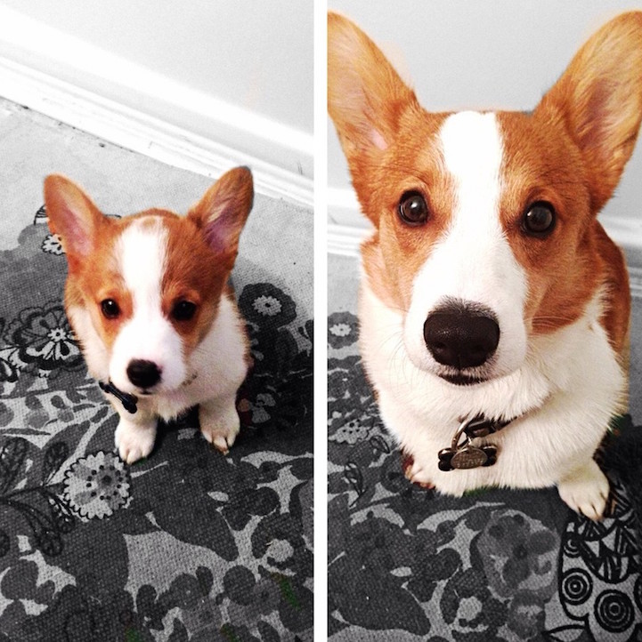 Transformação incrível de filhotes em apenas poucos meses de vida 2 filhote-adulto-transformação-cachorros-02