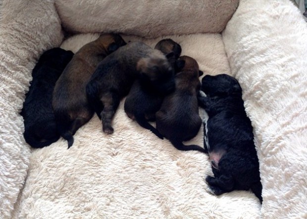 Mulher viaja milhares de quilômetros para adotar cachorra que salvou sua vida 3 Os filhotes de Pepper. (Foto: Reprodução / Bark Post)