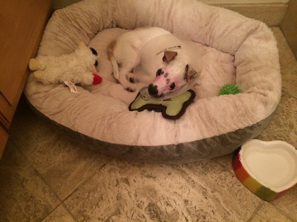 Cachorrinha especial ganha uma nova chance através da adoção 5 Foto: Christine Doblar