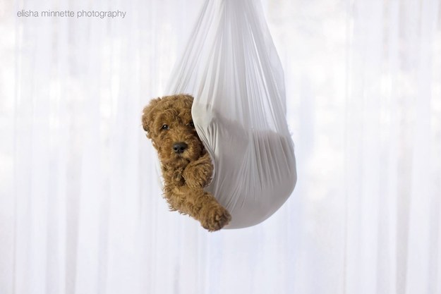 Casal faz ensaio fotográfico com cão para as pessoas pararem de perguntar ''onde está o bebê'' 8 Foto: Reprodução/Elisha Minnette