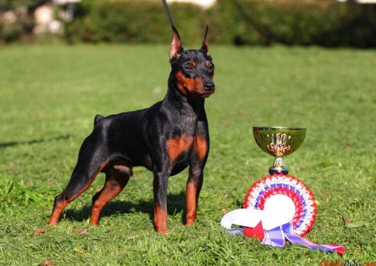 pinscher-miniatura (1)