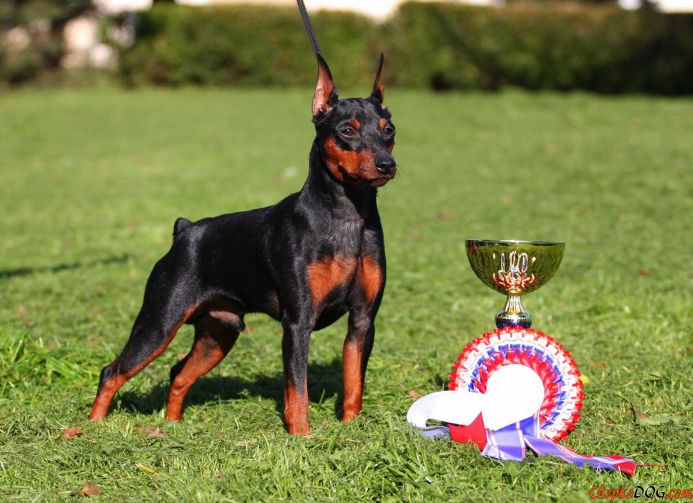 pinscher-miniatura (1)