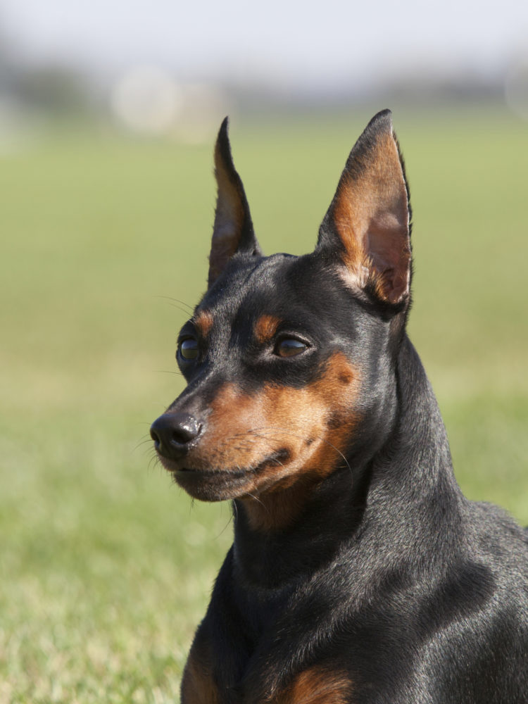 Portrait of purebred Miniature Pinscher Dog