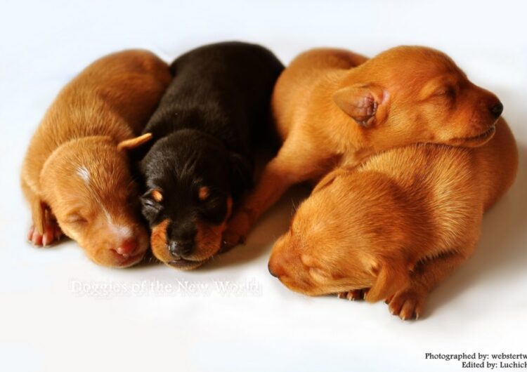 pinscher-miniatura (11)