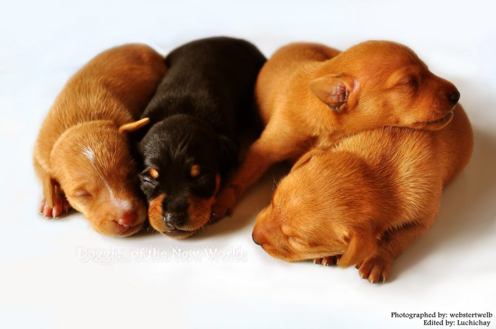 pinscher-miniatura (11)