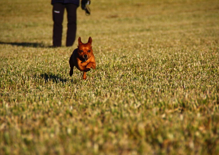 pinscher-miniatura (16)