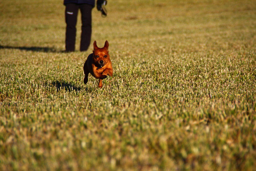 pinscher-miniatura (16)