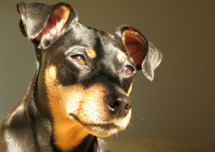 pinscher-miniatura (17)