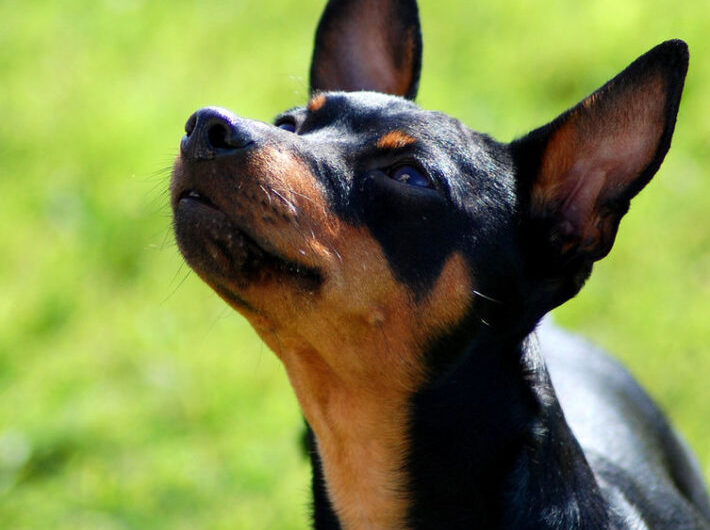 pinscher-miniatura (19)