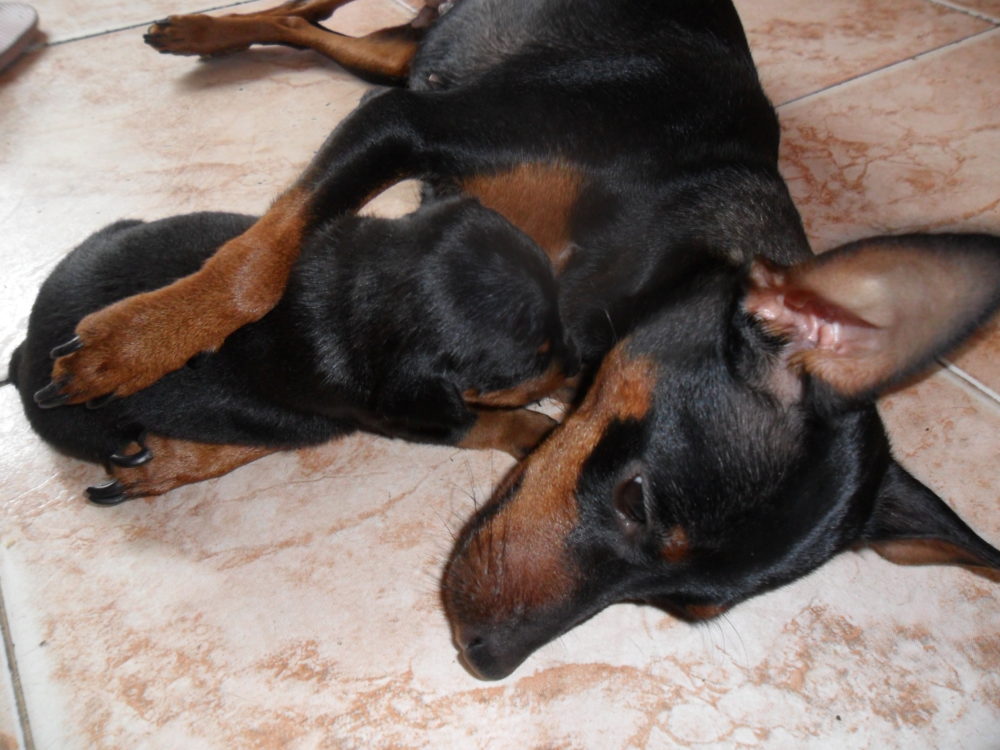 pinscher-miniatura (2)